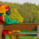 Image for article titled The scientist who pretended to be a parrot